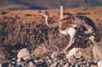 Chile - parque nacional torres del paine - ostrich 